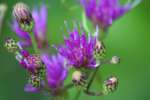 Baldwins Ironweed