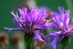 Baldwins Ironweed