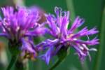 Baldwins Ironweed