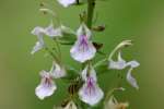 Canada Germander / Wood Sage