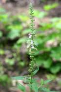 Canada Germander / Wood Sage