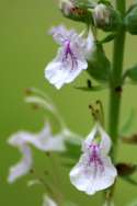 Canada Germander / Wood Sage