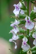 Canada Germander / Wood Sage