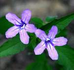 Wild Petunia