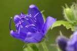 Blue Waterleaf