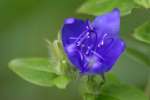 Blue Waterleaf