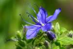 Blue Waterleaf