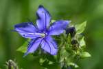 Blue Waterleaf