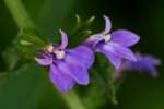 Downy Lobelia