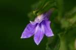 Downy Lobelia