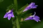 Downy Lobelia