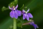 Downy Lobelia