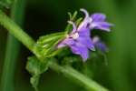 Downy Lobelia