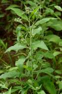 Salt-marsh Fleabane