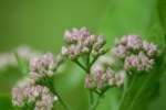 Salt-marsh Fleabane