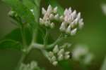 Salt-marsh Fleabane