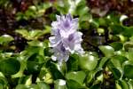 Water Hyacinth