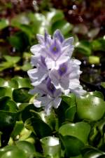 Water Hyacinth