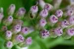 Salt-marsh Fleabane