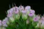 Salt-marsh Fleabane