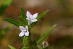 Rough Buttonweed / Poor Joe