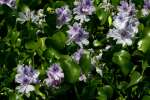 Water Hyacinth