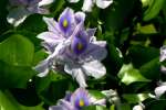 Water Hyacinth