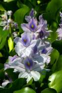 Water Hyacinth