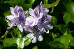 Water Hyacinth