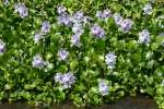 Water Hyacinth