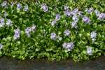 Water Hyacinth