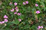 Trailing Wild Bean