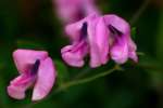 Trailing Wild Bean