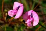 Trailing Wild Bean