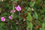 Trailing Wild Bean