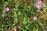 Trailing Wild Bean