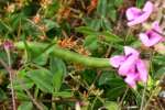 Trailing Wild Bean