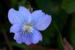 Common Blue Violet