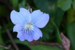 Common Blue Violet