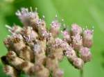 Salt-marsh Fleabane