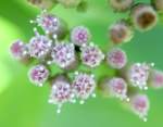 Salt-marsh Fleabane