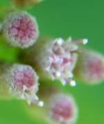 Salt-marsh Fleabane