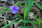 Zigzag Spiderwort