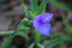 Zigzag Spiderwort