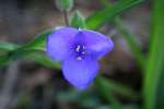 Zigzag Spiderwort