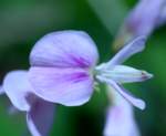 Violet Bush-clover