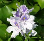 Water Hyacinth