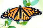 Monarch Butterfly