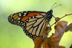 Monarch Butterfly