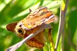 Buckeye Butterfly